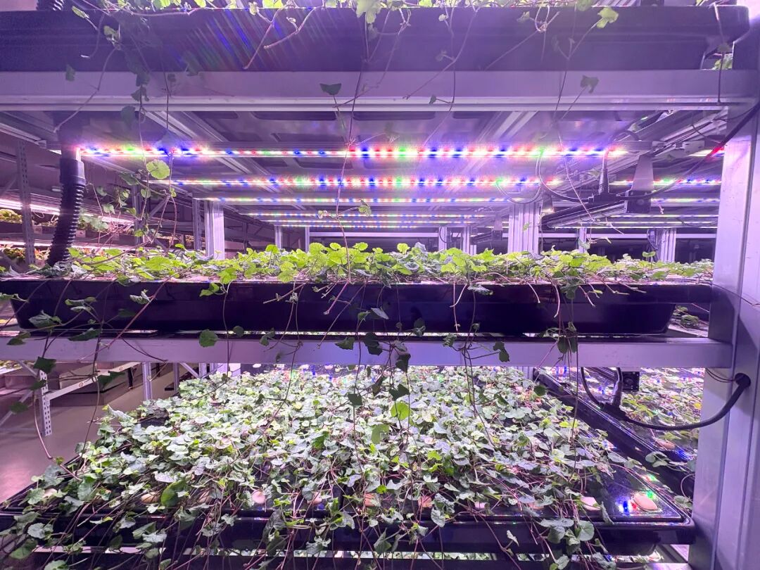 41982eaf510104806b4f97a6c88ba7658~tplv-tt-origin-web_gif 41982eaf510104806b4f97a6c88ba7658~tplv-tt-origin-web_gif