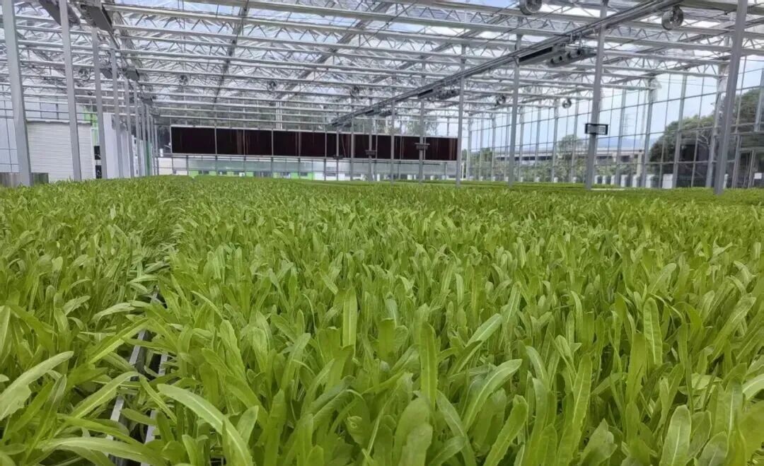 2224017f36db1b94252ad25fc892fe715da~tplv-tt-origin-web_gif