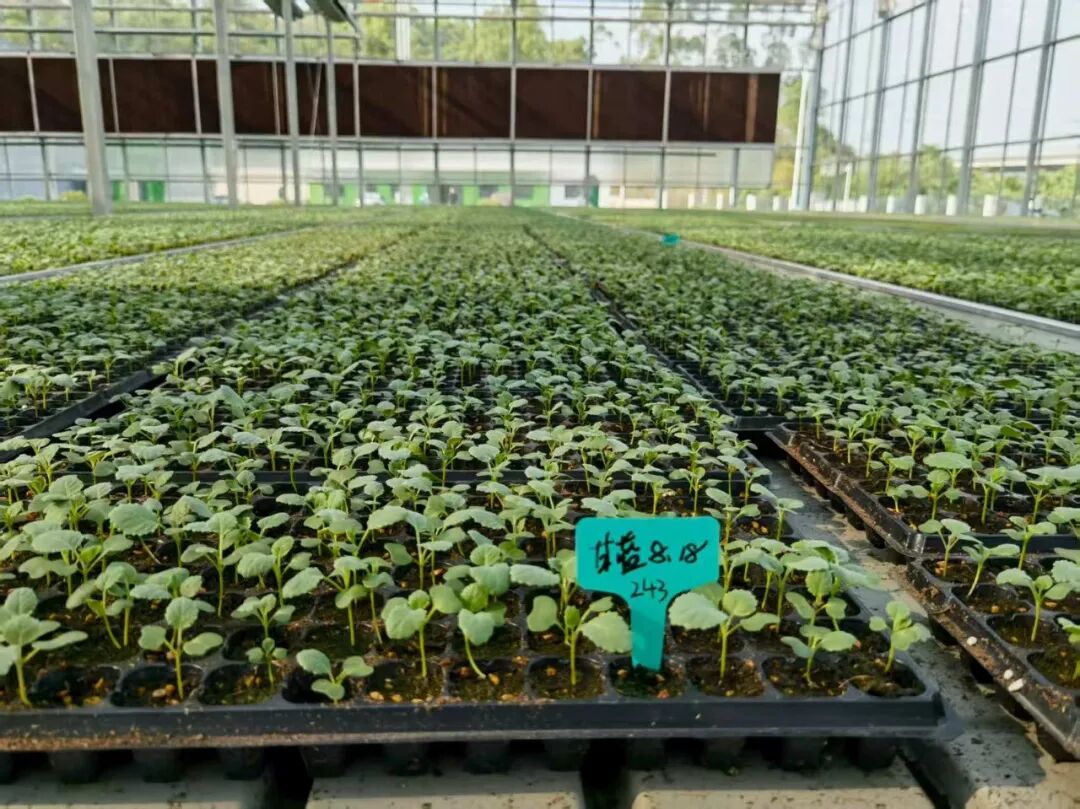 5558a6f916ca10a4699afb977e8d47c4fd3~tplv-tt-origin-web_gif